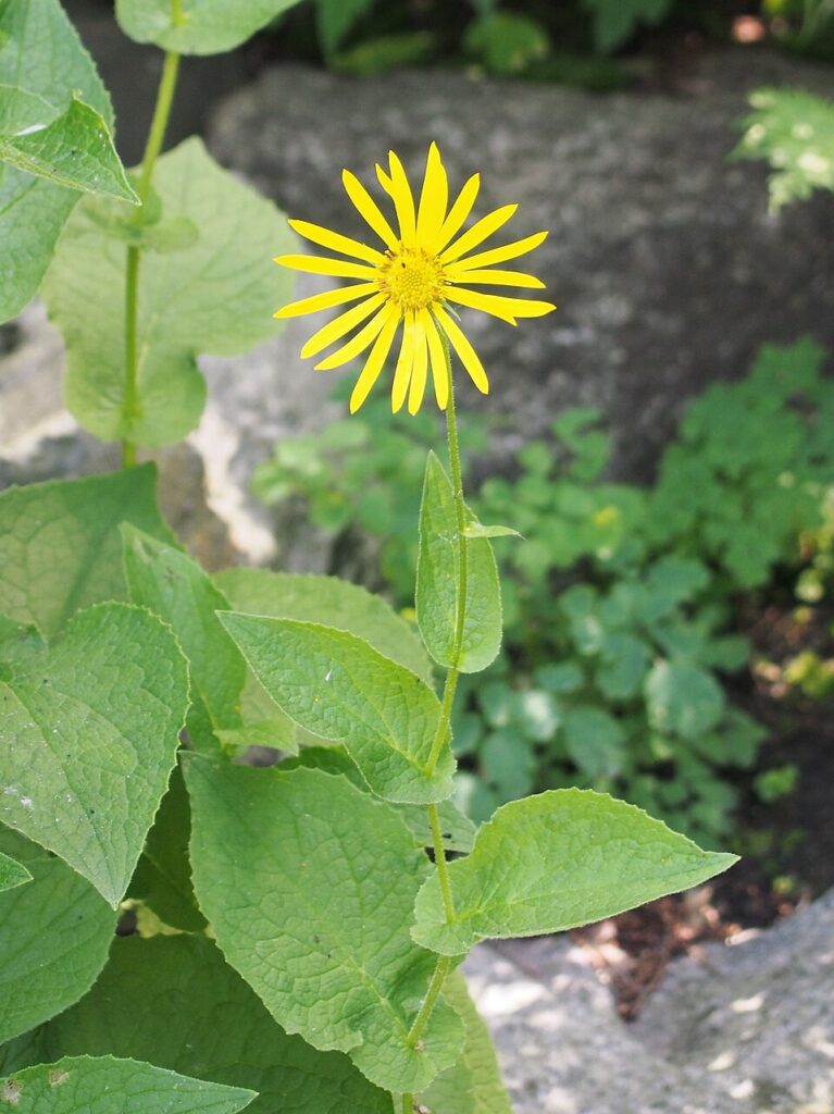 Doronicum austriacum