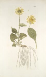 Doronicum grandiflorum