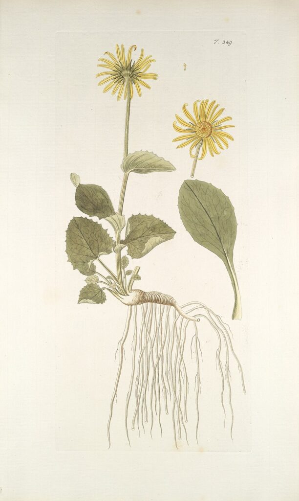 Doronicum grandiflorum