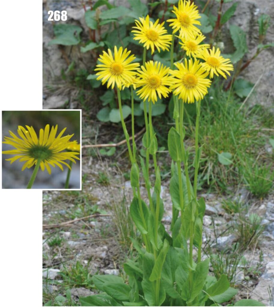 Doronicum turkestanicum