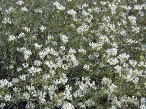 Dorycnium pentaphyllum