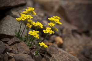 Draba alpina