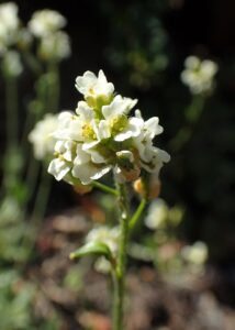Draba daurica