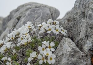 Draba dedeana