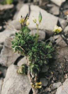 Draba ladina