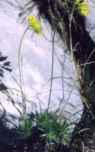 Draba lasiocarpa