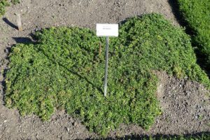 Draba sibirica