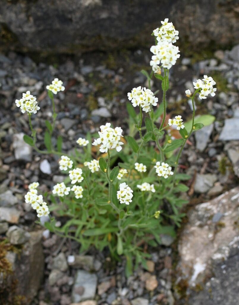 Draba siliquosa