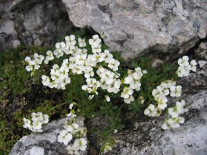 Draba stellata