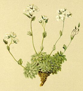 Draba tomentosa