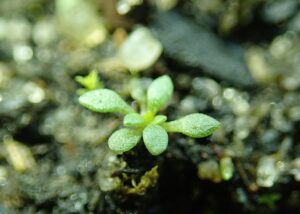 Draba verna var. verna