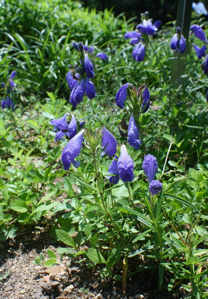 Dracocephalum argunense