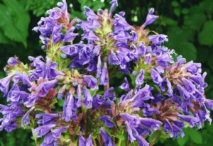 Dracocephalum grandiflorum