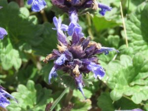 Dracocephalum imberbe