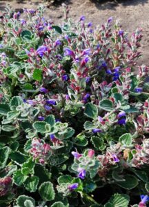 Dracocephalum jacutense