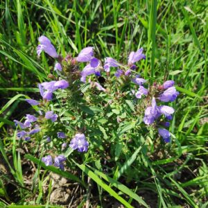 Dracocephalum olchonense