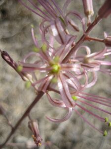 Drimia undata