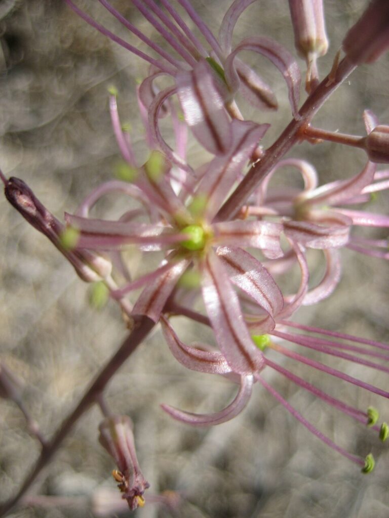 Drimia undata