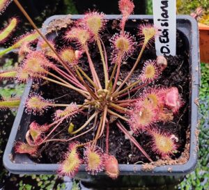 Drosera × eloisiana
