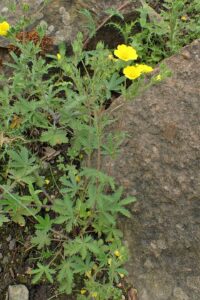 Drymocallis geoides