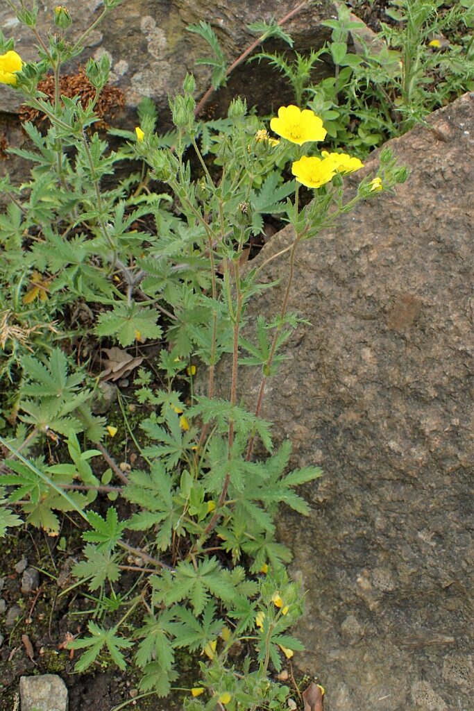 Drymocallis geoides