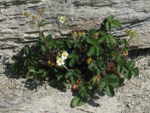 Drymocallis rupestris