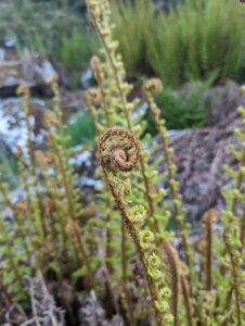Dryopteris cambrensis