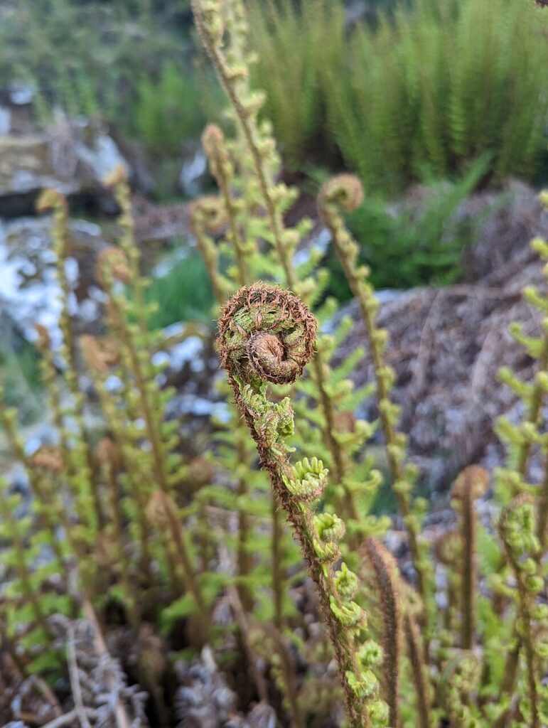 Dryopteris cambrensis