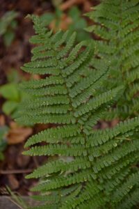 Dryopteris cambrensis subsp. cambrensis