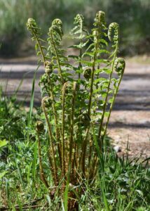 Dryopteris filix-mas