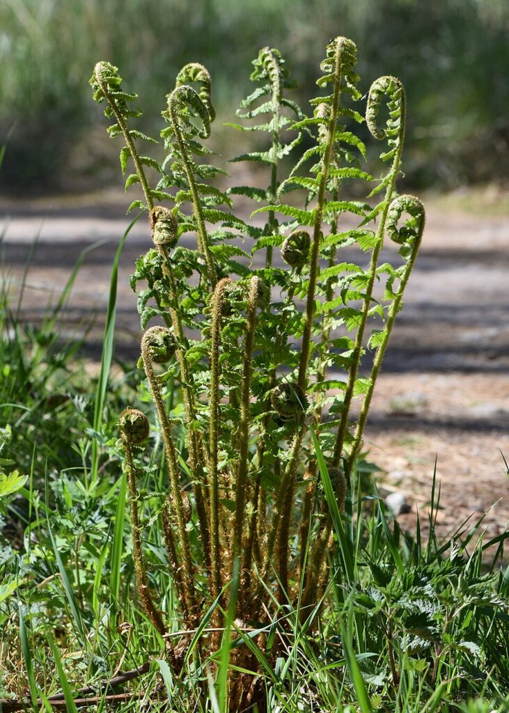 Dryopteris filix-mas