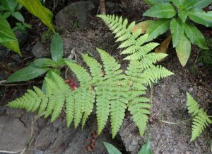 Dryopteris guanchica