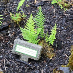 Dryopteris mindshelkensis
