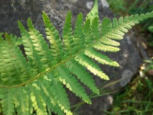 Dryopteris tyrrhena