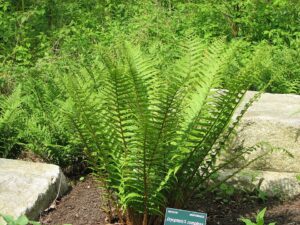 Dryopteris × complexa