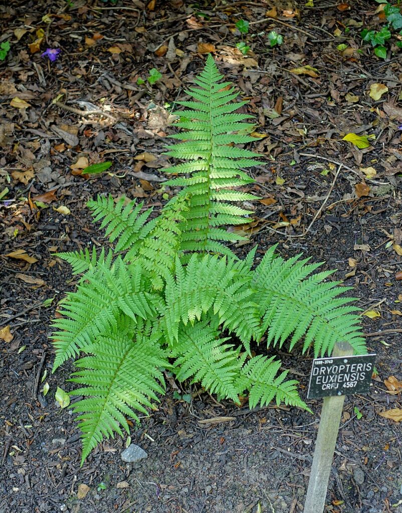 Dryopteris × euxinensis
