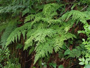 Dryopteris aemula