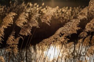 Phragmites australis