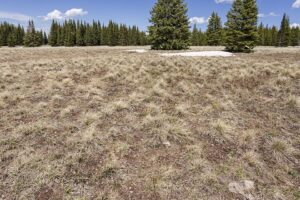 Potentilla speciosa subsp. speciosa
