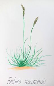 Festuca vasconcensis