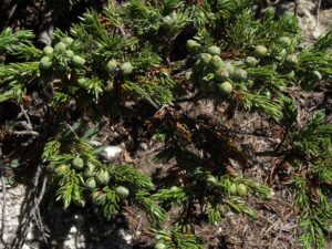 Juniperus communis var. depressa