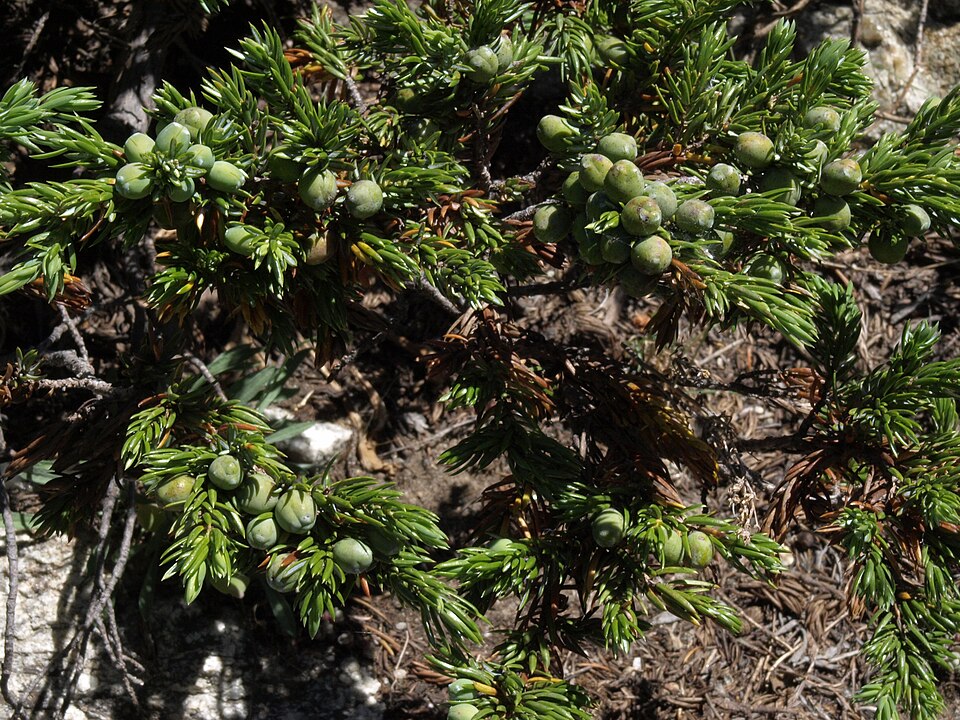Juniperus communis var. depressa