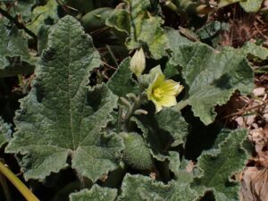 Ecballium elaterium