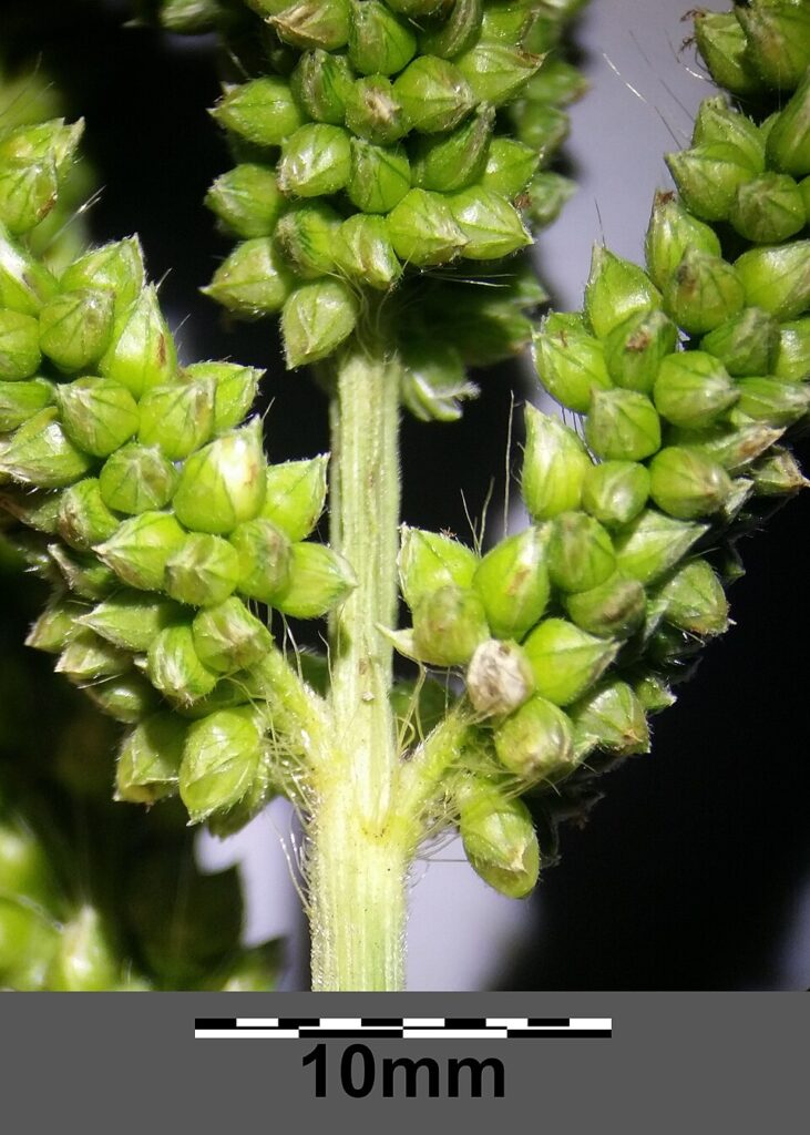Echinochloa crus-galli subsp. crus-galli