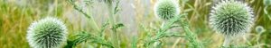 Echinops exaltatus