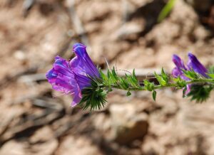Echium plantagineum