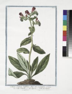 Echium creticum subsp. algarbiense