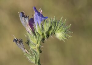 Echium angustifolium