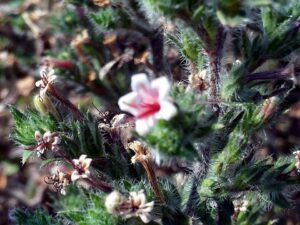 Echium asperrimum
