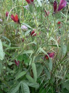 Echium creticum
